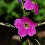 Primula parryi Blüte