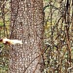 Pyrus salicifolia Bark