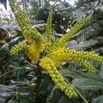 Berberis japonica Blüte