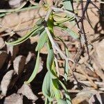 Bupleurum spinosum Leaf