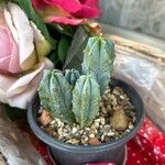 Myrtillocactus geometrizans 叶