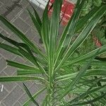 Yucca aloifolia List