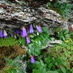 Campanula wanneri Blad