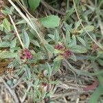 Amaranthus blitoides Hábito