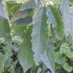 Quercus muehlenbergii Folla