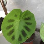 Colocasia affinis Ліст