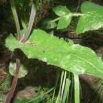 Sonchus oleraceus Blad