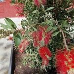 Callistemon coccineusFlower