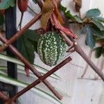 Passiflora vitifolia Fruit