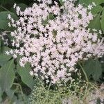 Sambucus canadensisЦвят