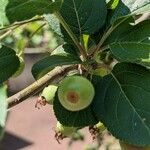 Malus prunifolia Fruit