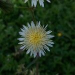 Taraxacum albidum Flower