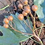 Torminalis glaberrima Fruit