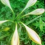 Crinum bulbispermumFiore