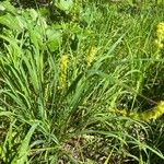 Tofieldia calyculata Habitat