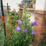 Campanula medium Leaf