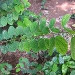 Bauhinia tomentosa Blatt