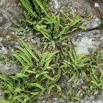 Asplenium trichomanes Blad