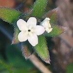 Buglossoides arvensis Blomma