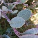 Atriplex portulacoides ഇല