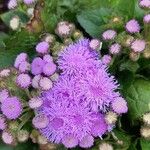 Ageratum houstonianum Flor