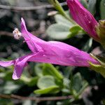 Penstemon rupicola Flor