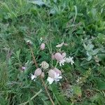 Silene vulgaris Flower