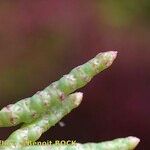 Salicornia procumbens Muu