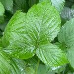 Rubus nemorosus Leaf