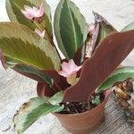 Calathea picturata Lehti