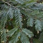 Sequoia sempervirens Foglia