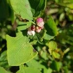 Symphoricarpos albusফুল