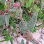 Anchusa undulata Feuille