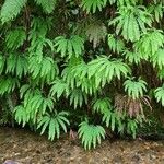 Adiantum aleuticum Hoja