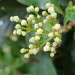 Viburnum rugosum autre