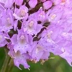Traunsteinera globosa Flor