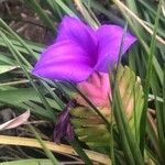 Tillandsia guatemalensis Blüte