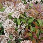 Photinia fraseri 整株植物