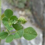 Medicago lupulina Blatt