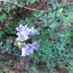 Campanula cervicaria Цветок