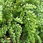 Adiantum venustum برگ