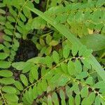 Phyllanthus niruri Leaf