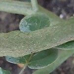 Guaiacum officinale Bark