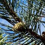 Pinus nigra फल