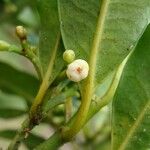Garcinia densiflora Frukto