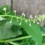 Phytolacca americana Flower