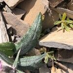 Saussurea alpina Leaf