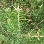 Abies grandis Blatt