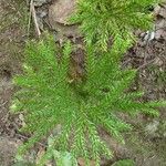 Lycopodium dendroideum Blatt