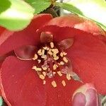 Chaenomeles × superba Flower
